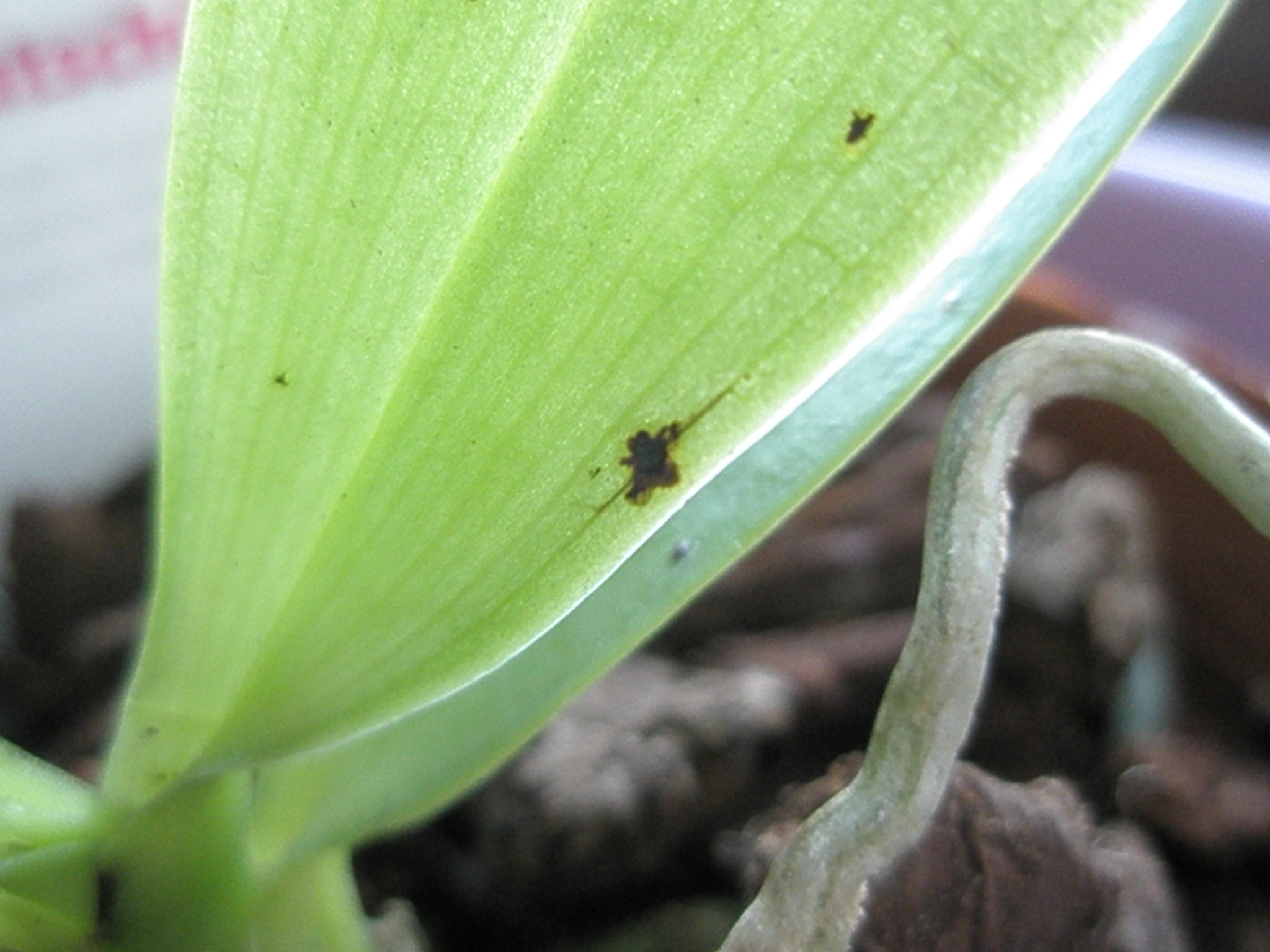 Schwarze Knubbel und Flecken auf Brassada und Phalaenopsis Orchideenforum