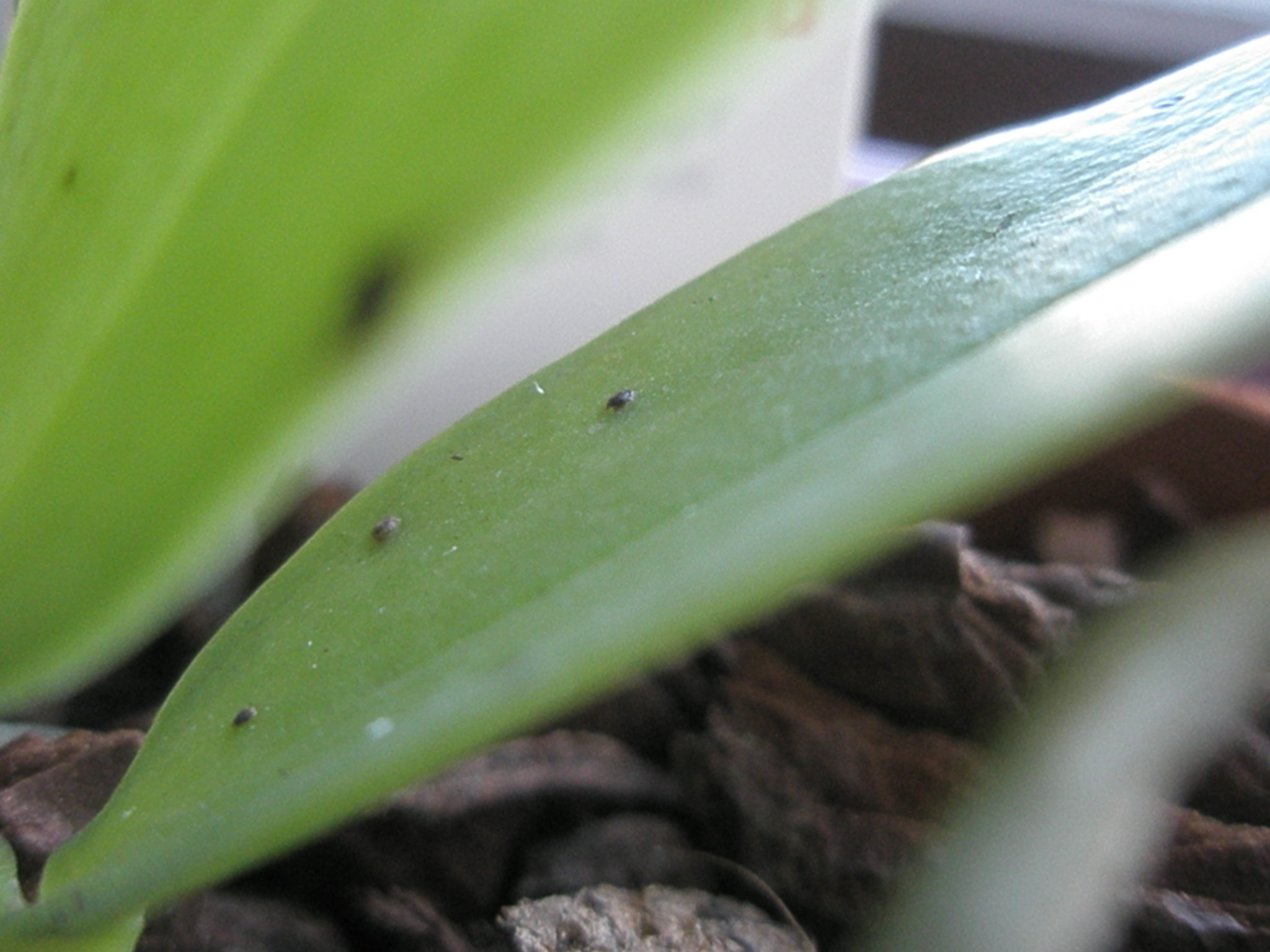 Schwarze Knubbel und Flecken auf Brassada und Phalaenopsis Orchideenforum